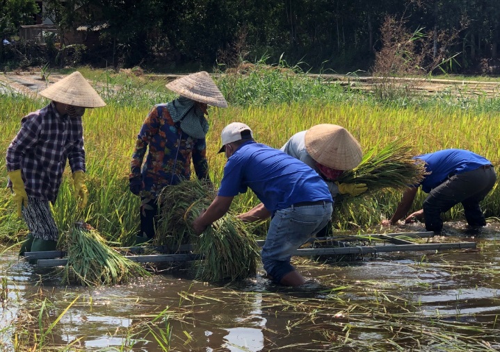 Phổ Khánh: giúp dân thu hoạch lúa bị ngập nước do ảnh hưởng bão số 5 gây ra
