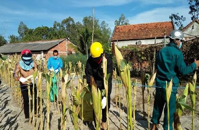 Xã Phổ An huy động lực lượng thu hoạch bắp giúp hộ dân có người đi cách ly tập trung