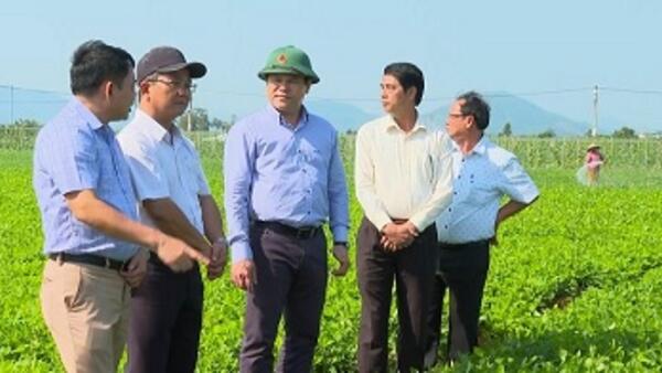 Phó Chủ tịch UBND tỉnh Trần Phước Hiền kiểm tra tình hình sản xuất vụ Đông Xuân trên địa bàn huyện Mộ Đức